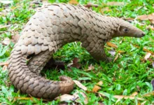 Top 10 Endangered Species 2025