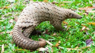 Top 10 Endangered Species 2025