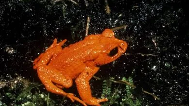 Golden Toad