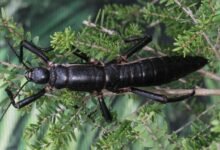 Lord Howe Island Stick Insect