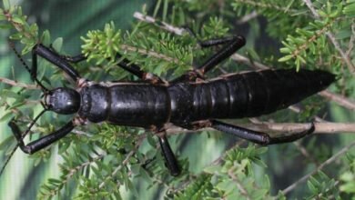 Lord Howe Island Stick Insect