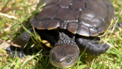 Western Swamp Tortoise
