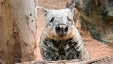 "Northern Hairy-Nosed Wombat (Lasiorhinus krefftii) in its natural habitat, showcasing its distinctive furry nose and grey-brown fur."