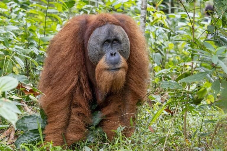 Discover The Sumatran Tapanuli Orangutans Biology Conservation