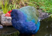 Extinct Species in the US Since 2023