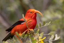 Hawaiian Honeycreepers