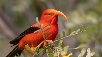 Hawaiian Honeycreepers