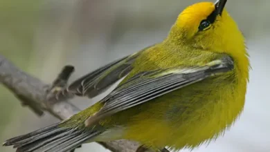 Bachman’s Warbler