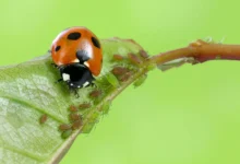 beneficial insects in the garden