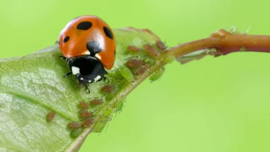 beneficial insects in the garden
