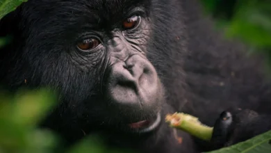 Mountain Gorilla