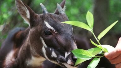 Saola (Pseudoryx nghetinhensis)