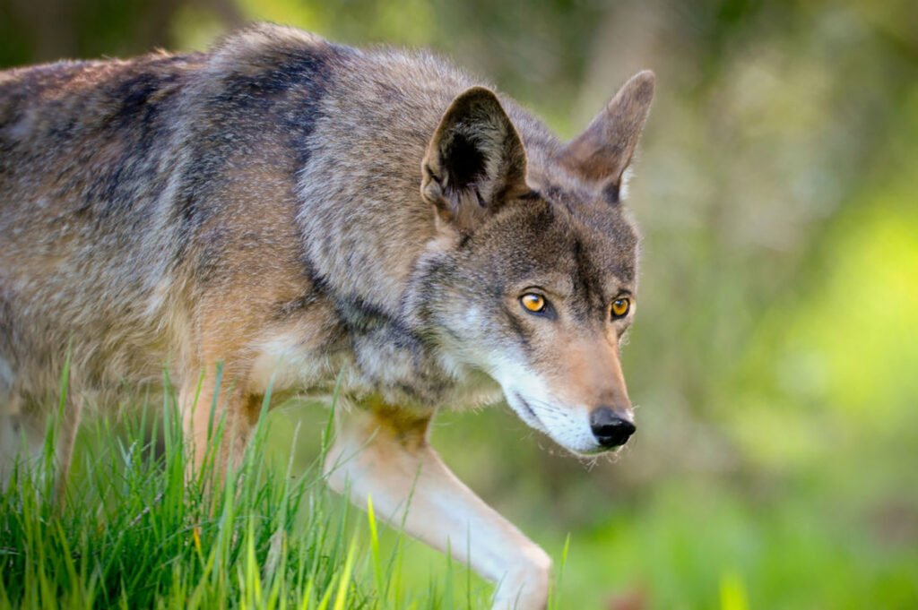 Biolife Animal Top 10 Rarest Animals in the United States (2025) | Endangered Species ...